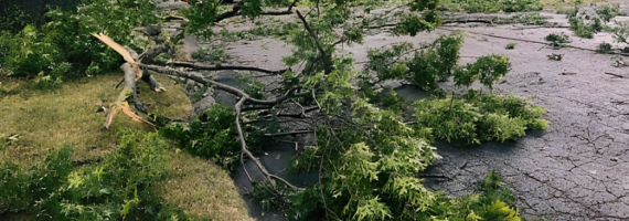 tree debris removal service